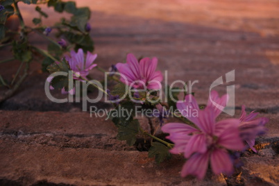 Flowers on the Colloseum