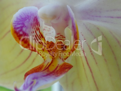 Orchidee in Blüte