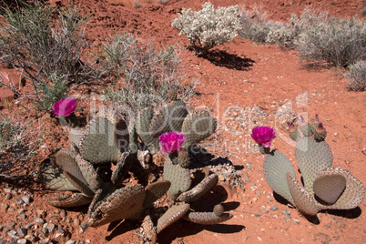 Kakteenblüte im Valley of Fire, Nevada, USA