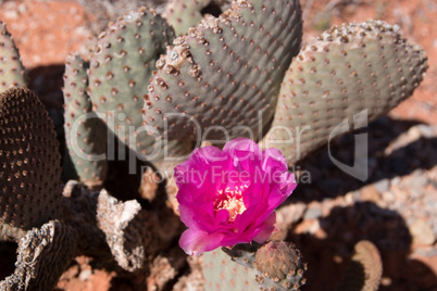 Kakteenblüte im Valley of Fire, Nevada, USA