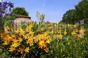 Yellow Daylily shining in front of an ancient amphora