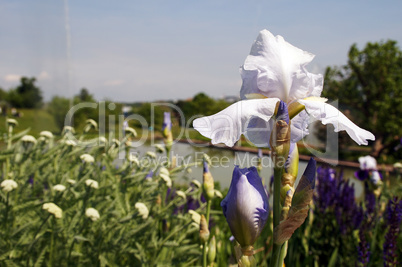 White-blue iris on the park lake