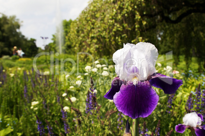 White blue iris in the park
