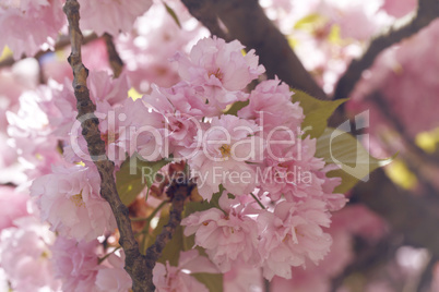 Sakura. Cherry Blossom in Springtime