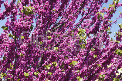 bright pink flowering tree