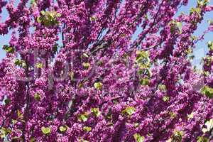 bright pink flowering tree