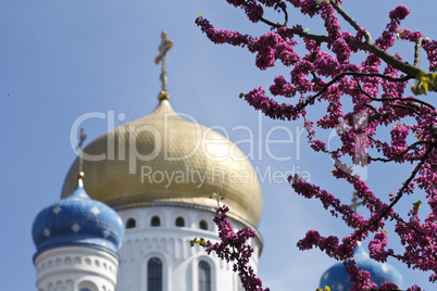 background .  church and the flowering trees