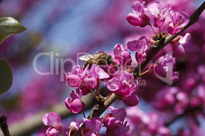 bright pink flowering tree