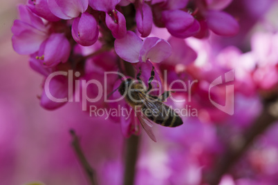 bright pink flowering tree