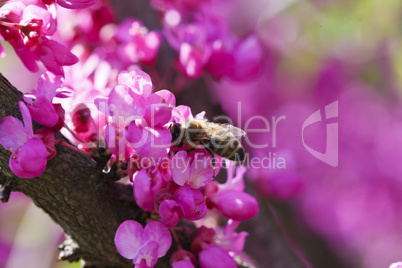 bright pink flowering tree