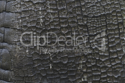 burnt wood texture