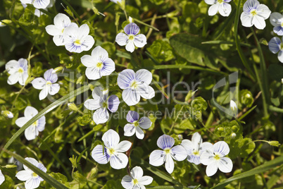 beautiful little white flowers