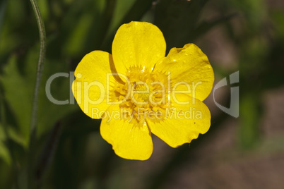 beautiful yellow flower close-up