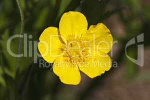 beautiful yellow flower close-up