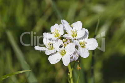 beautiful little white flowers