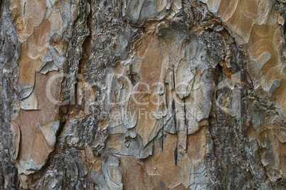 Beautiful wood texture