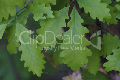 bright green leaves of oak