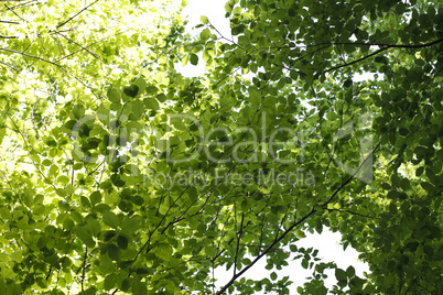 bright green foliage background of trees