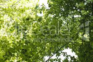 bright green foliage background of trees