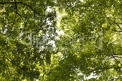 bright green foliage background of trees