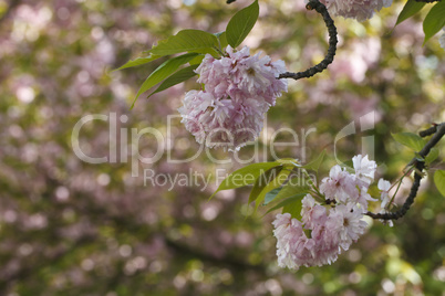 Sakura. Cherry Blossom in Springtime