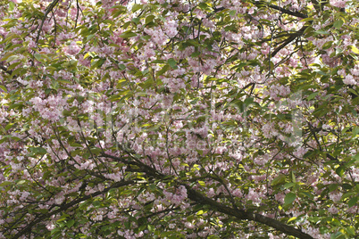 Sakura. Cherry Blossom in Springtime