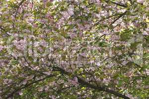Sakura. Cherry Blossom in Springtime