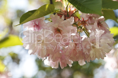 Sakura. Cherry Blossom in Springtime