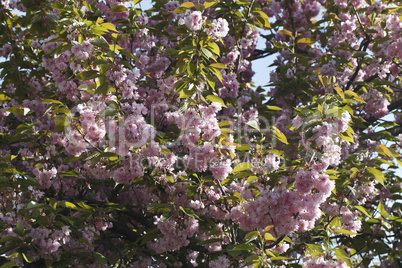 Sakura. Cherry Blossom in Springtime