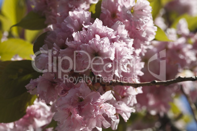 Sakura. Cherry Blossom in Springtime