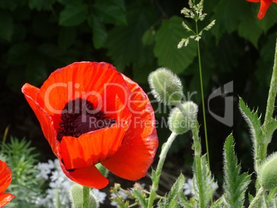 Riesenklatschmohn