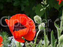 Riesenklatschmohn