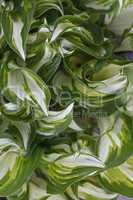 white and green striped leaves background