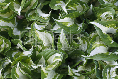 white and green striped leaves background