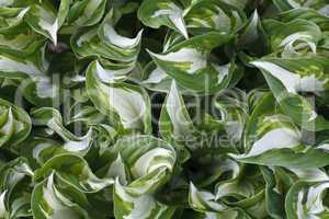 white and green striped leaves background