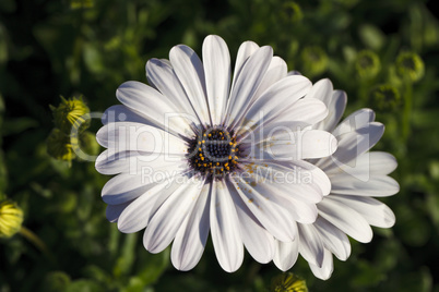 big white flower close-up