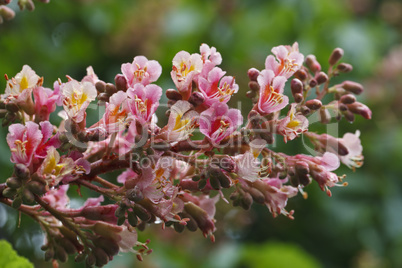 beautiful blooming pink chestnuts