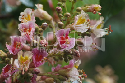 beautiful blooming pink chestnuts