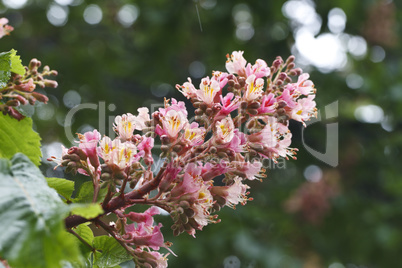 beautiful blooming pink chestnuts