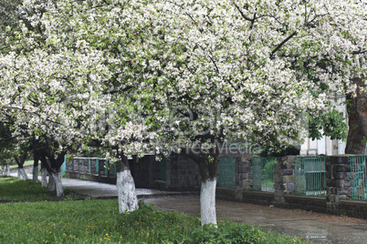 beautiful white flowering trees