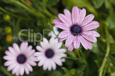 beautiful pale pink flowers