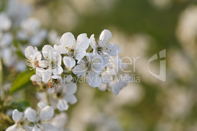 beautiful white flowering trees