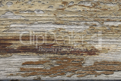 Beautiful wood texture