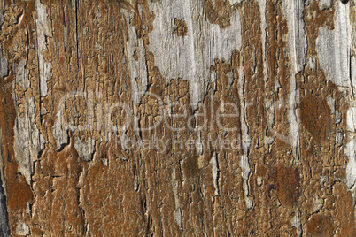 Beautiful wood texture