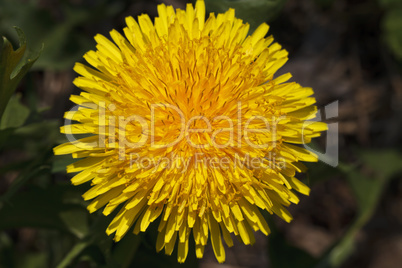 beautiful dandelion closeup