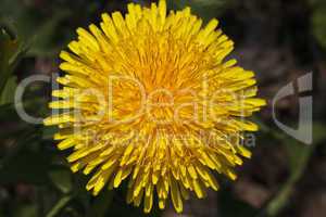 beautiful dandelion closeup