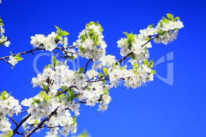 blossoming tree of plum on background of the blue sky