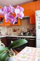 pink orchid in luxurious kitchen