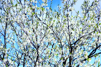 blossoming tree of plum on background of the blue sky