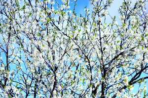 blossoming tree of plum on background of the blue sky